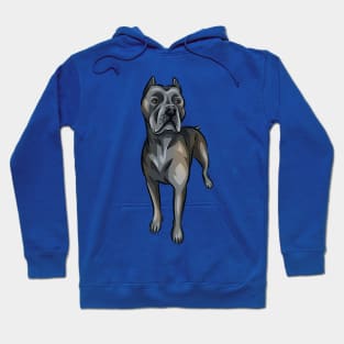 Cane Corso Dog | Blue Brindle Hoodie